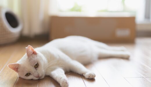 猫が吐く場合に考えられる病気は？原因・対処法・獣医師に相談する目安を解説