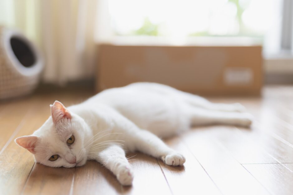 猫が吐く場合に考えられる病気は？原因・対処法・獣医師に相談する目安を解説