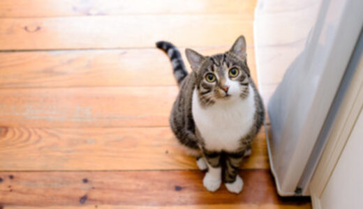 猫が下痢になったらどうすればいい？猫の下痢の原因や、考えられる病気についても紹介