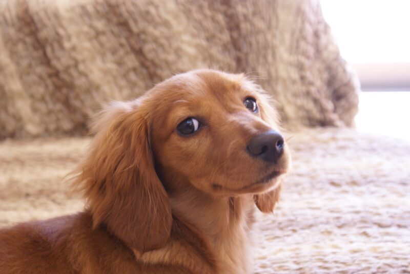 犬の耳の病気の症状やなりやすい犬種