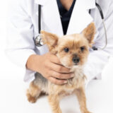 犬の気管支狭窄とは?犬の乾いた咳は気管支狭窄のサインかも!犬の気管支狭窄について解説