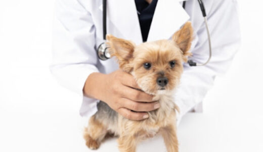 犬の気管支狭窄とは？犬の乾いた咳は気管支狭窄のサインかも！犬の気管支狭窄について解説