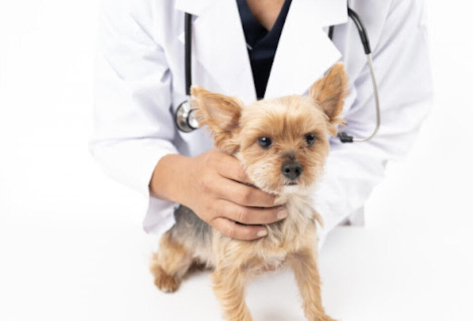 犬の気管支狭窄とは？犬の乾いた咳は気管支狭窄のサインかも！犬の気管支狭窄について解説