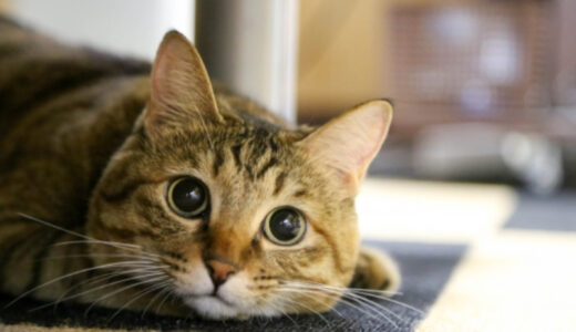 【猫の結膜炎】原因や症状、治療法について解説！