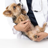 犬 インフルエンザ