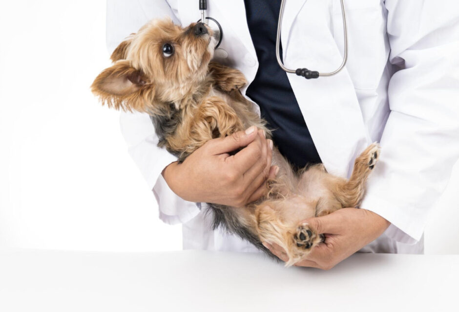 犬　インフルエンザ