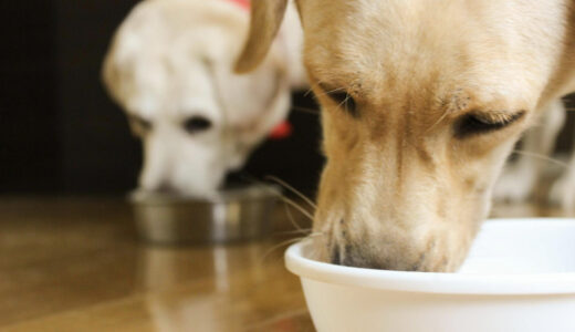 犬の歯周病はどのような症状がある？歯周病の症状や原因について徹底解説！
