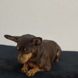 犬が小刻みに震えている場合に考えられる病気は?原因・対処法を解説