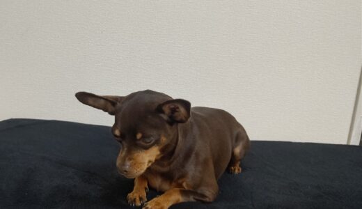 犬が小刻みに震えている場合に考えられる病気は？原因・対処法を解説