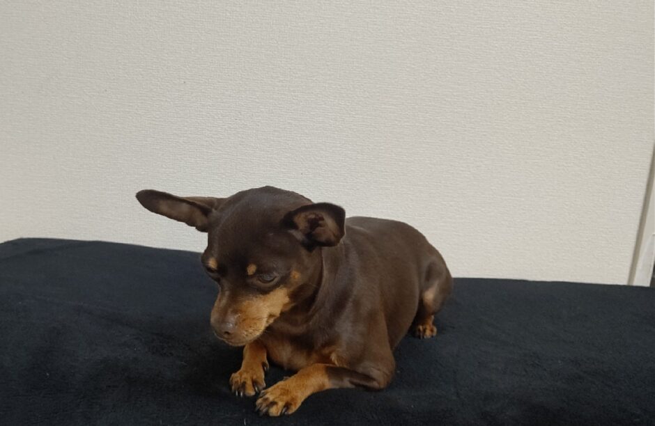 犬が小刻みに震えている場合に考えられる病気は？原因・対処法を解説