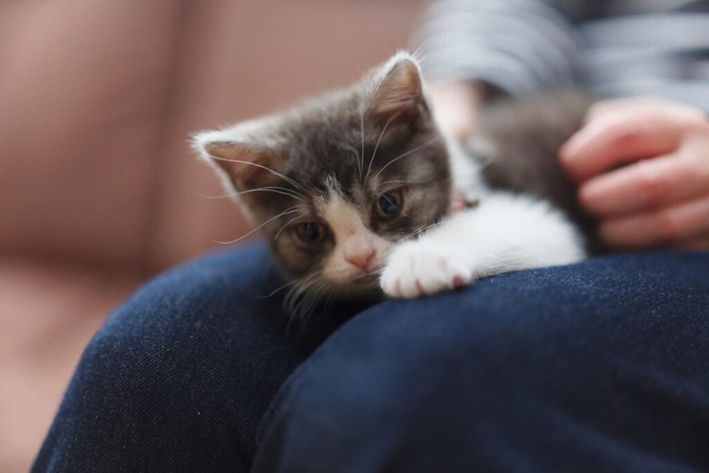 猫吐いた対処法