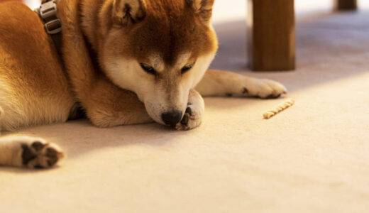 犬の生理（ヒート）とは？人間と犬の生理の違いについて解説！