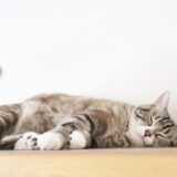 猫 肥大型心筋症