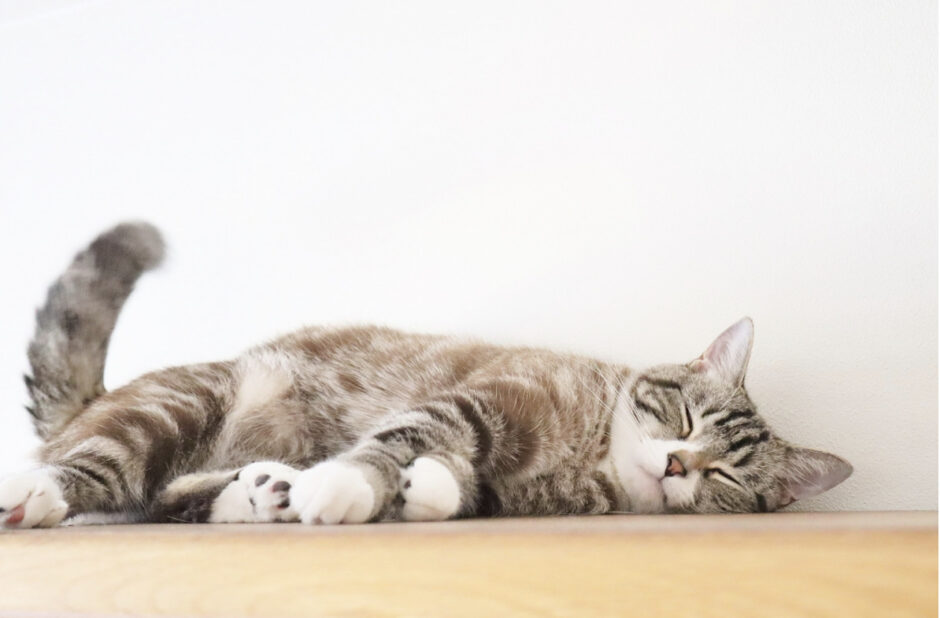 猫 肥大型心筋症