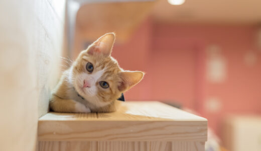 猫が痩せてきた？考えられる原因や病気、対処法を解説します！