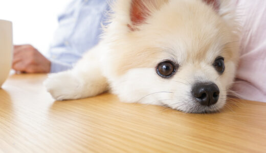 犬が嘔吐したらどうしたらいい？すぐに病院に連れて行った方がいい嘔吐について徹底解説！