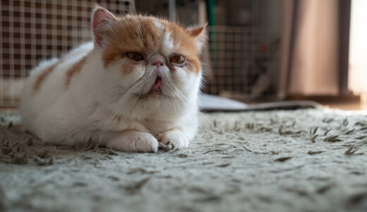 猫のリンパ腫とは？病型やステージ分類など徹底解説！