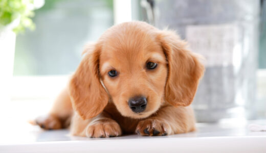 犬の前立腺肥大症とは？症状や原因・予防法を解説