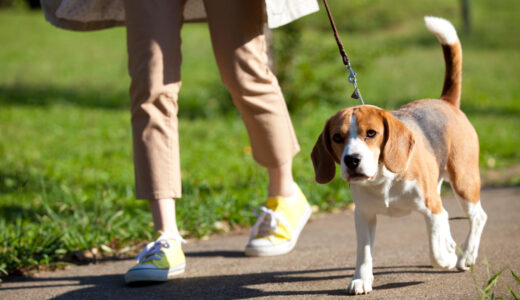 犬に多くみられる悪性腫瘍であるリンパ腫の種類や症状について徹底解説！