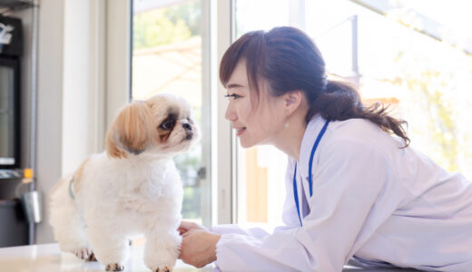 犬が発熱したらどうする？考えられる病気や対処法について