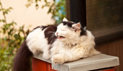 猫のくしゃみが止まらない場合に考えられる原因とは？対処法も合わせて解説します！