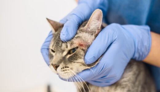 猫のがん、メラノーマとは？メラノーマの概要や症状、治療法を徹底解説！