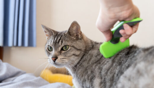 猫のフケとは？猫のフケの原因やフケが気になる場合の対処法などを解説！