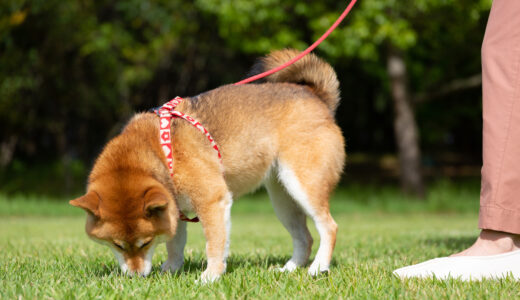 犬が散歩で歩かないのはなぜ？犬が散歩で歩かなくなった対策法について徹底解説！
