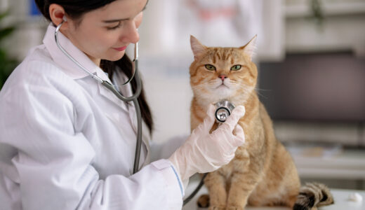 猫の膵炎はどのような病気？原因や症状、治療法について解説！