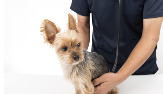 犬が震えるのはなぜ？原因と受診したほうがいい場合について徹底解説！
