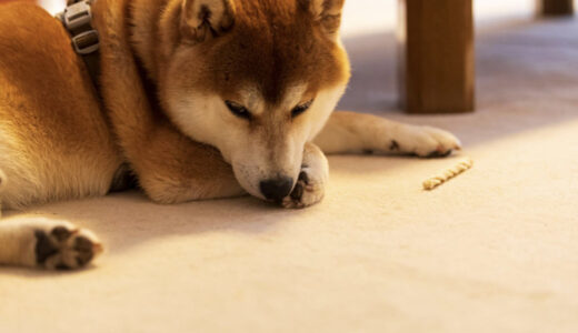 犬がしゃっくりをする原因は？病院に連れて行くべき？