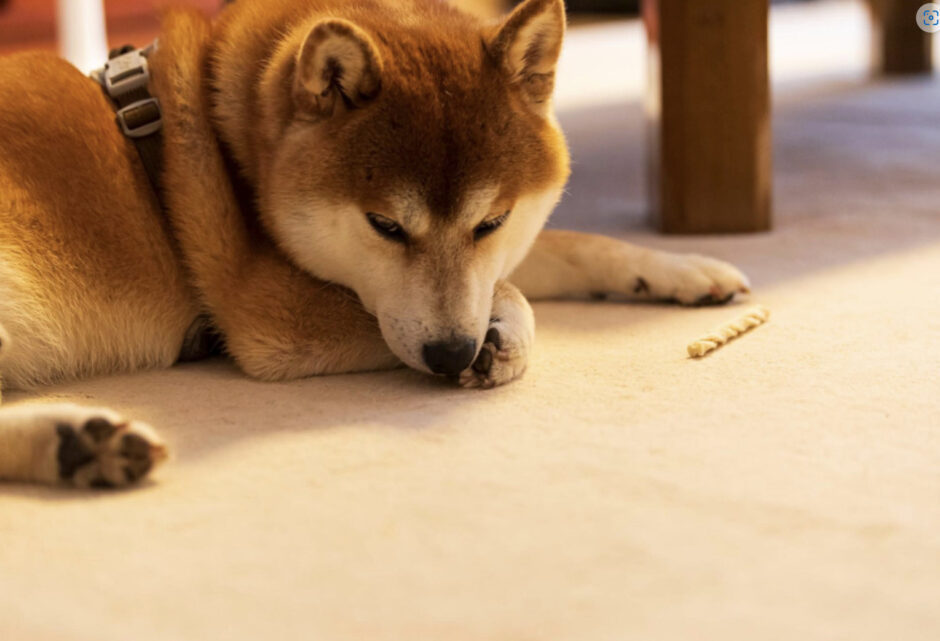 犬がしゃっくりをする原因は？