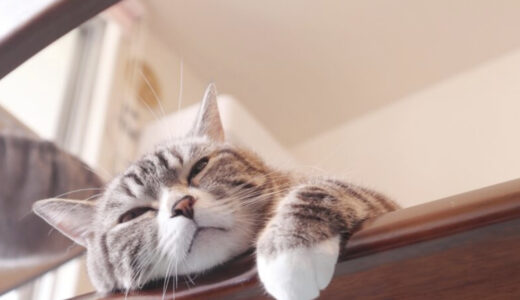 猫の喘息の原因・症状・治療法は？喘息の猫にできる予防対策とは