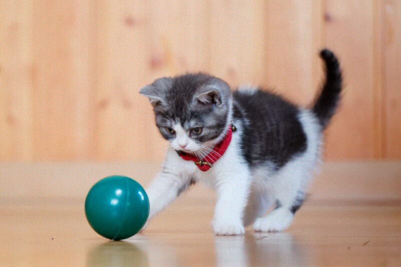 猫の予防接種で考えられる副反応