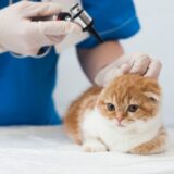 猫の予防接種の種類は?