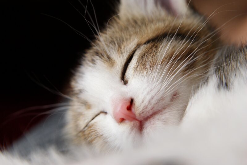 猫の予防接種の費用はどのくらい