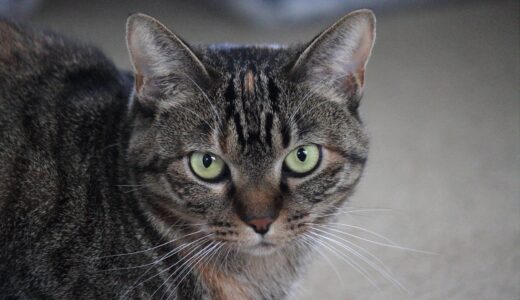 猫の目の病気について｜症状・見分け方・治療方法を解説