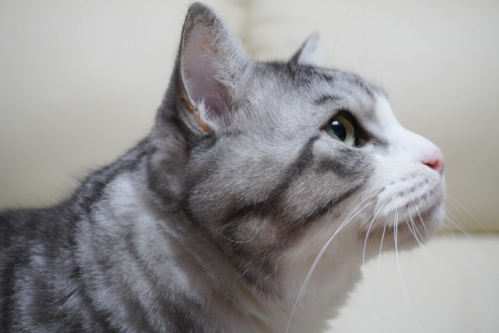 猫は腎臓の病気になりやすい?慢性腎臓病や腎不全の症状・治療法・予防法を解説