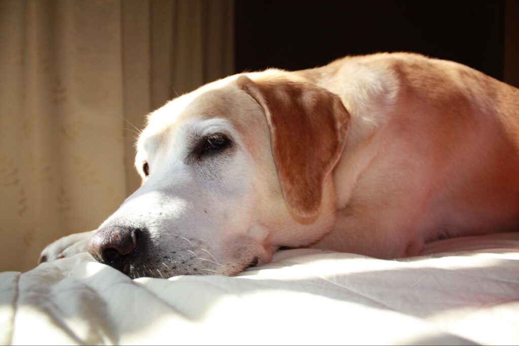 犬の病気のサイン