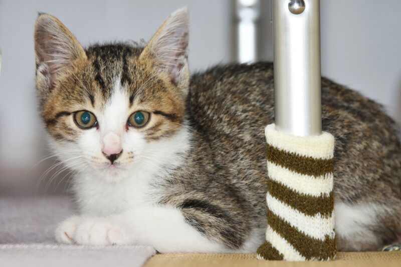 猫の予防接種で予防できる病気