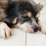 犬もアレルギーを発症する?代表的なアレルギーの種類や治療法について解説