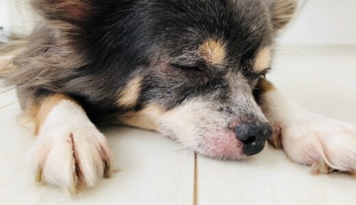 犬もアレルギーを発症する？代表的なアレルギーの種類や治療法について解説