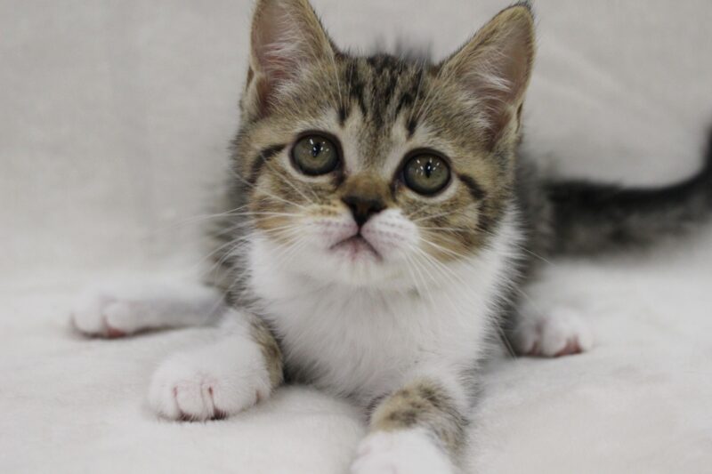 猫の予防接種を受ける時期