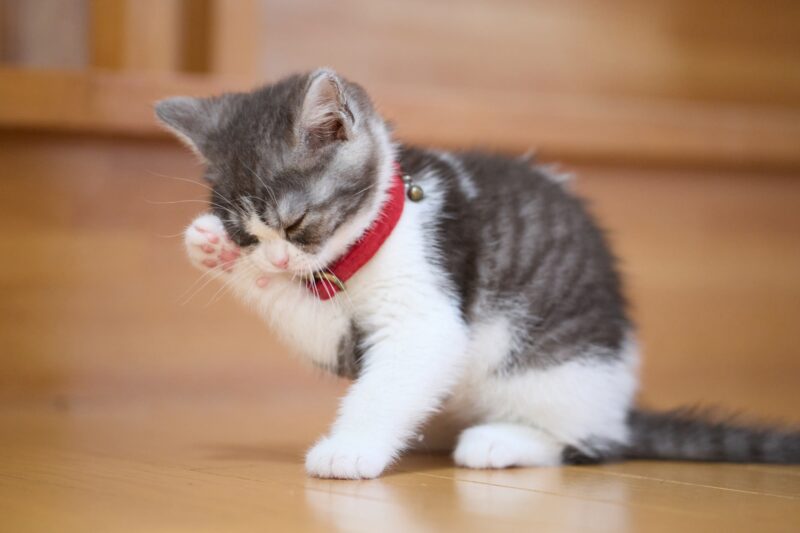 猫カリシウィルス感染症