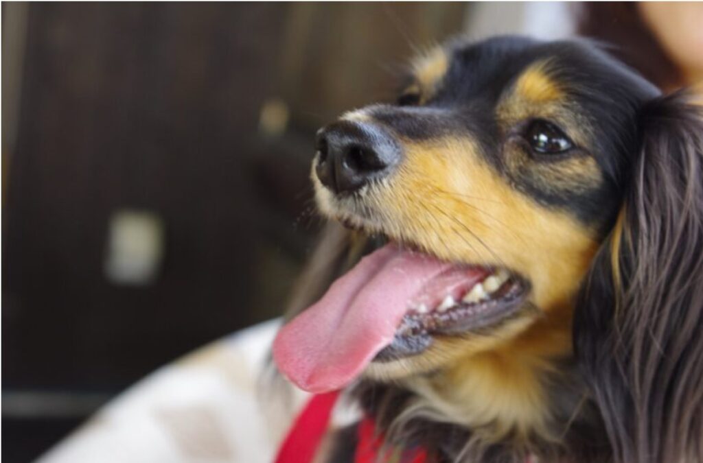 犬が痙攣を引き起こす可能性のある病気とは?