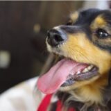 犬が痙攣を引き起こす可能性のある病気とは?