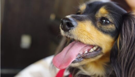 犬が痙攣を引き起こす可能性のある病気とは？対処法や予防策も合わせて解説！