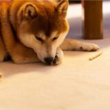 犬が食べてはいけないものとは?