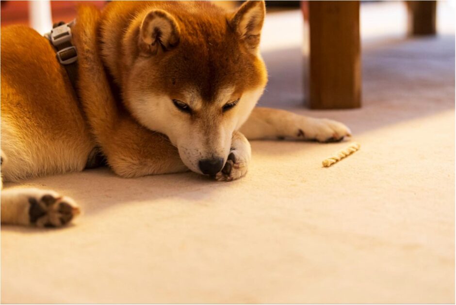 犬が食べてはいけないものとは？
