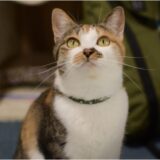 【猫の感染症】感染症の種類や猫から人へ感染する病気についても解説!